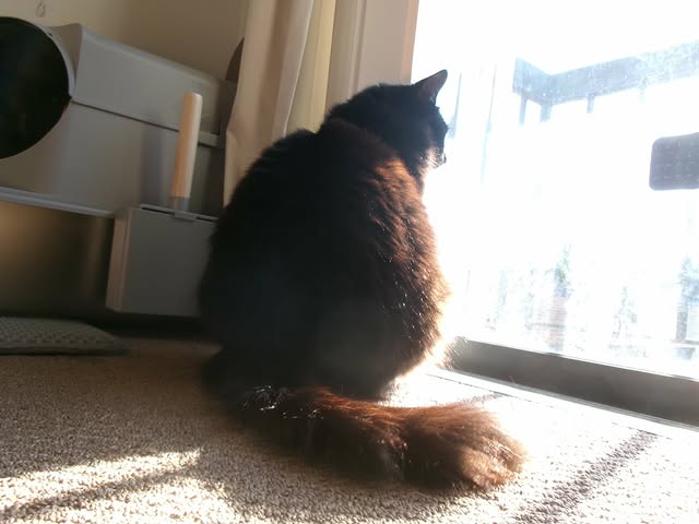 Kitten relaxing in foster care