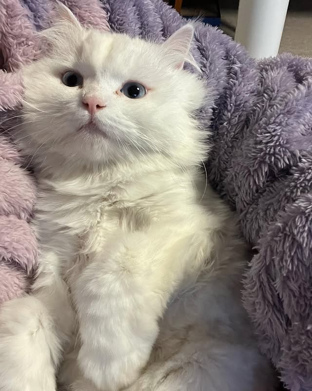 Kitten in a prepared home