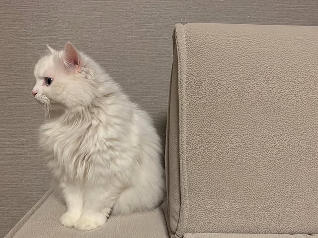 Kitten ready for a family