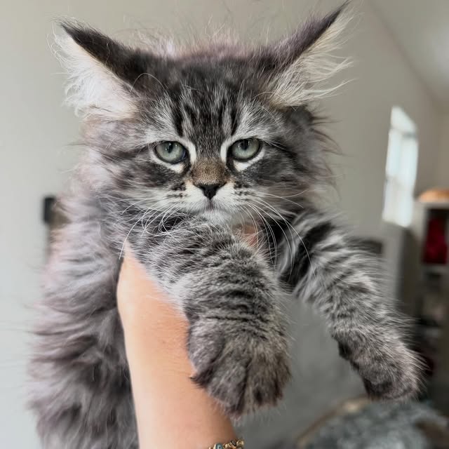 Kitten resting safely