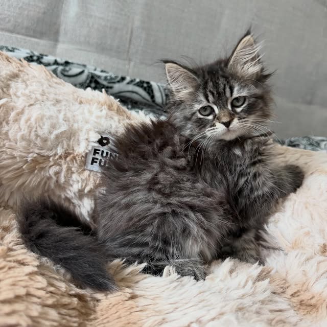 Kitten relaxing after care
